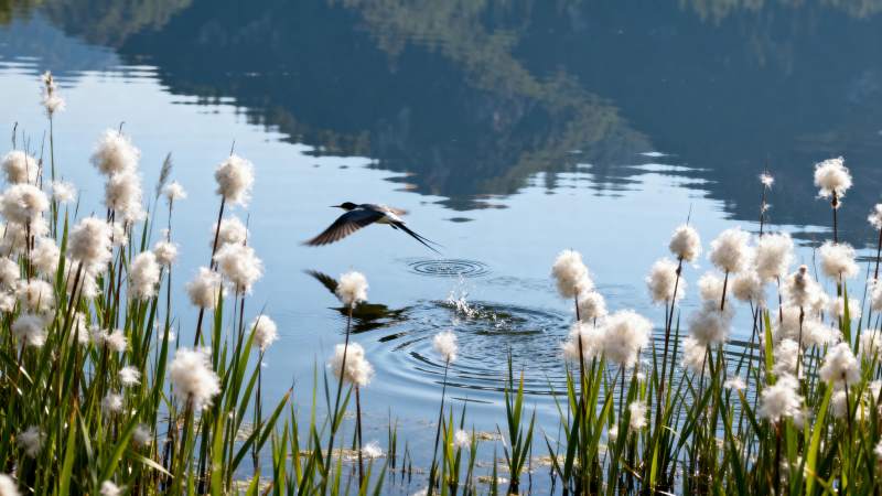湖畔飞鸟与芦花图片