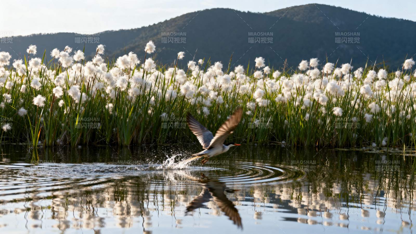 水鸟掠过花海图片