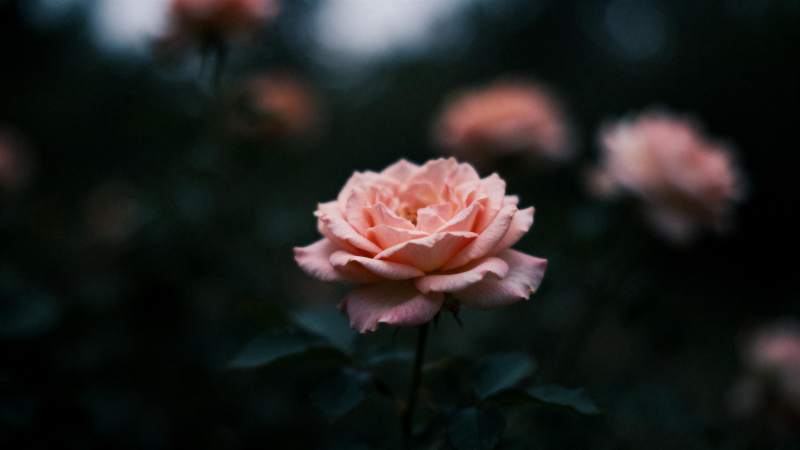 粉玫瑰绽放夜色中图片