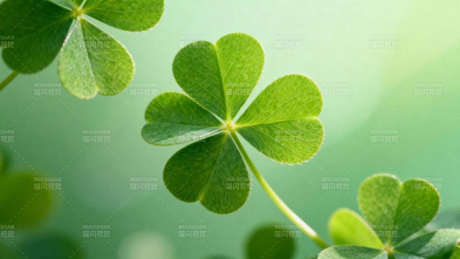 四叶草的幸运象征图片