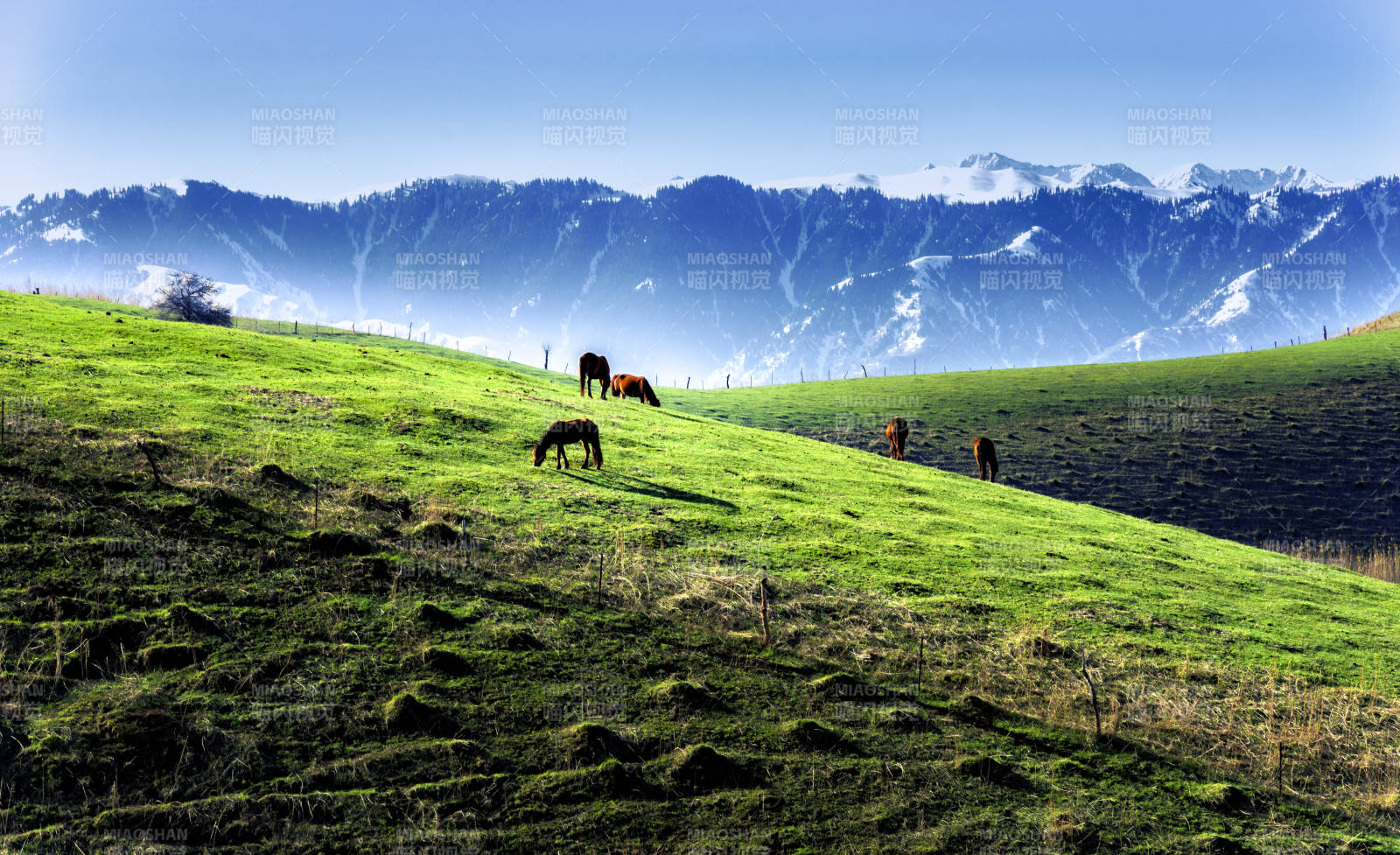 雪山下的绿野牧歌图片