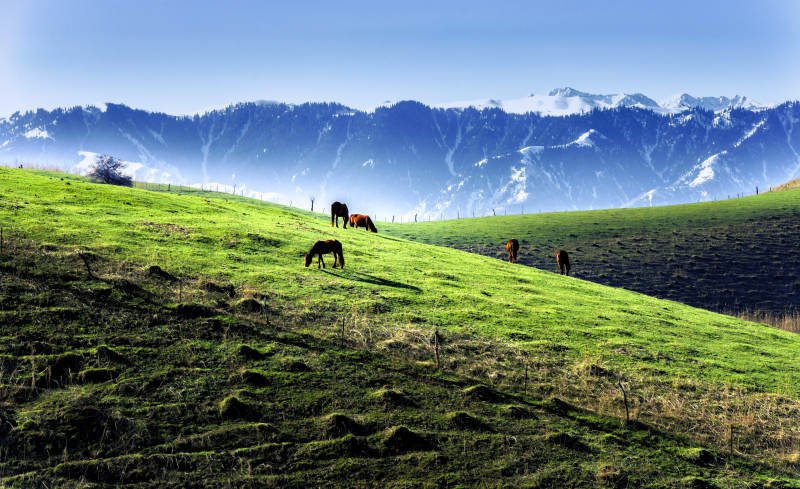 雪山下的绿野牧歌图片