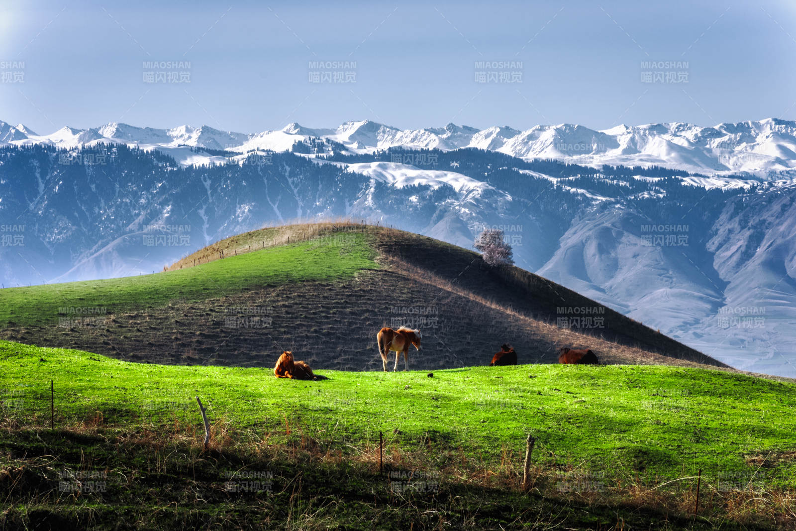 雪山下的绿野牧歌图片