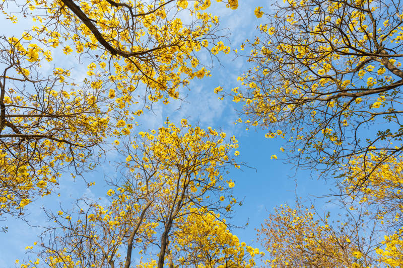 金花映蓝天图片