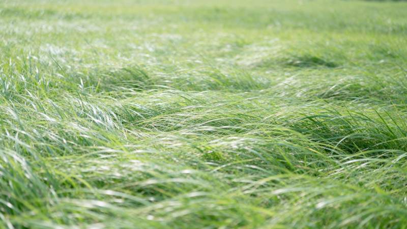 绿草随风舞图片