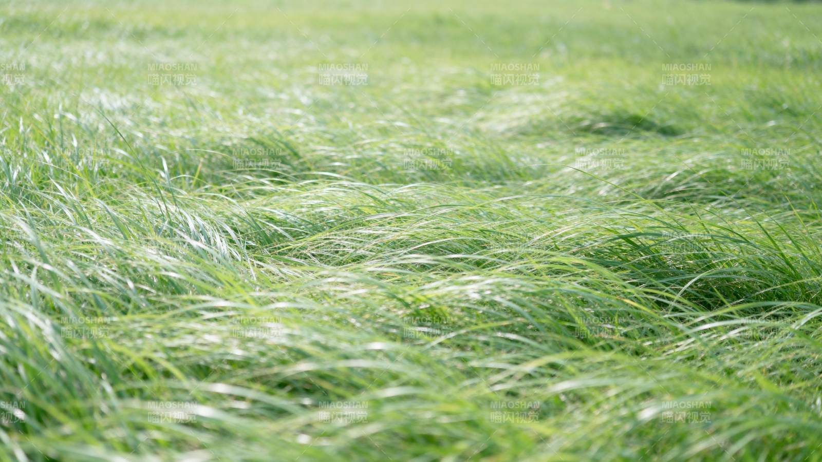 绿草随风舞图片
