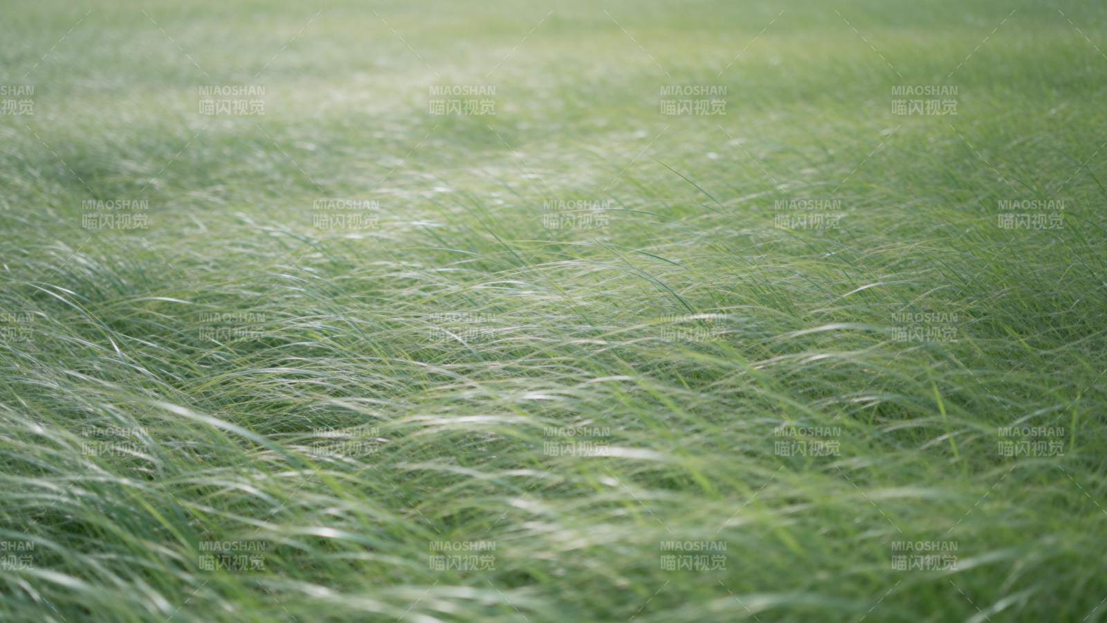 绿草随风摇曳图片