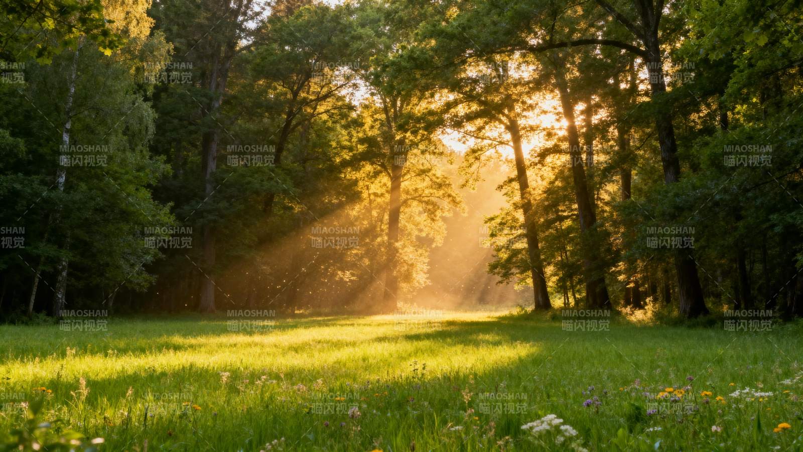 晨光穿透林间图片