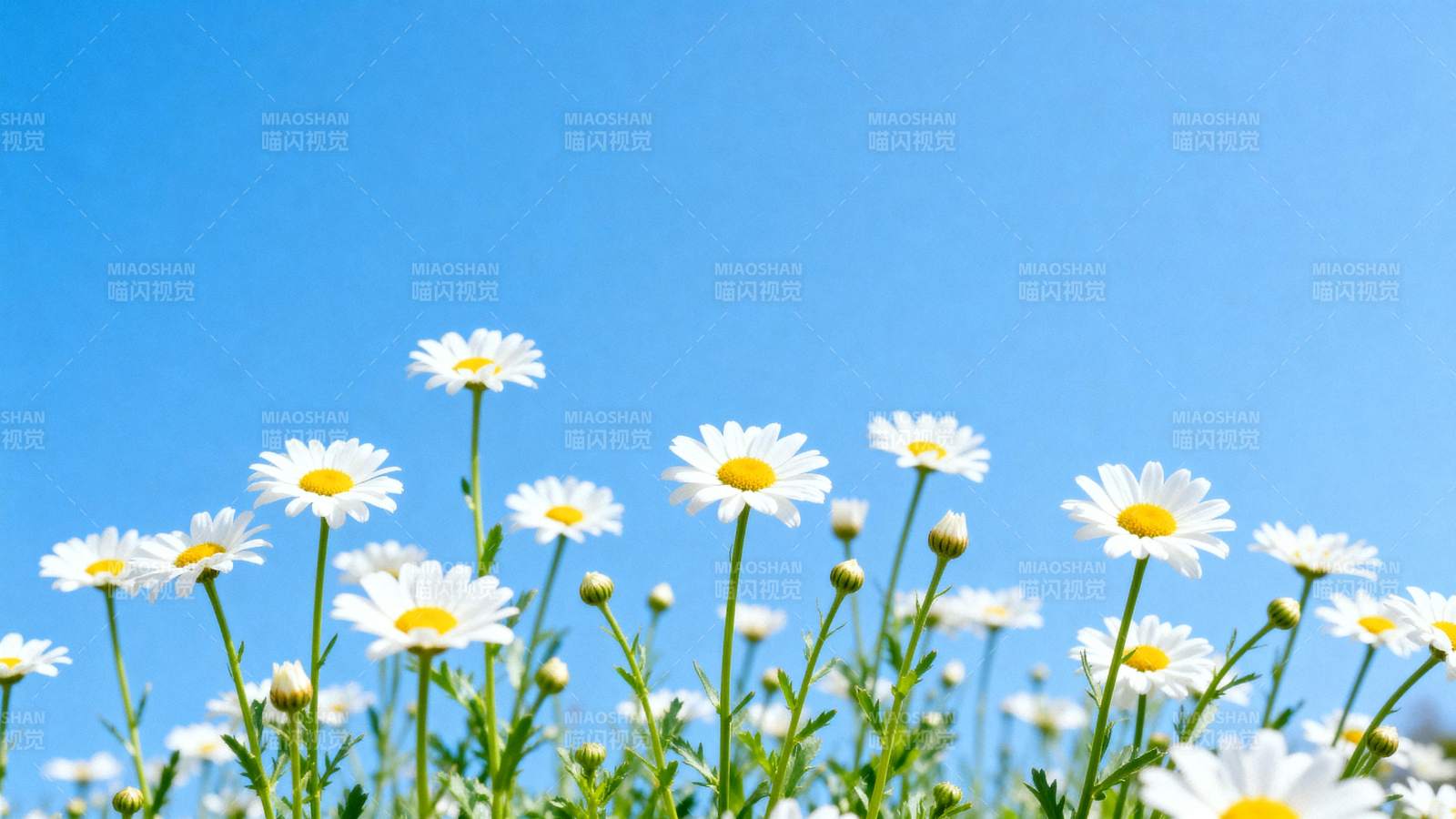 雏菊绽放蓝天图片