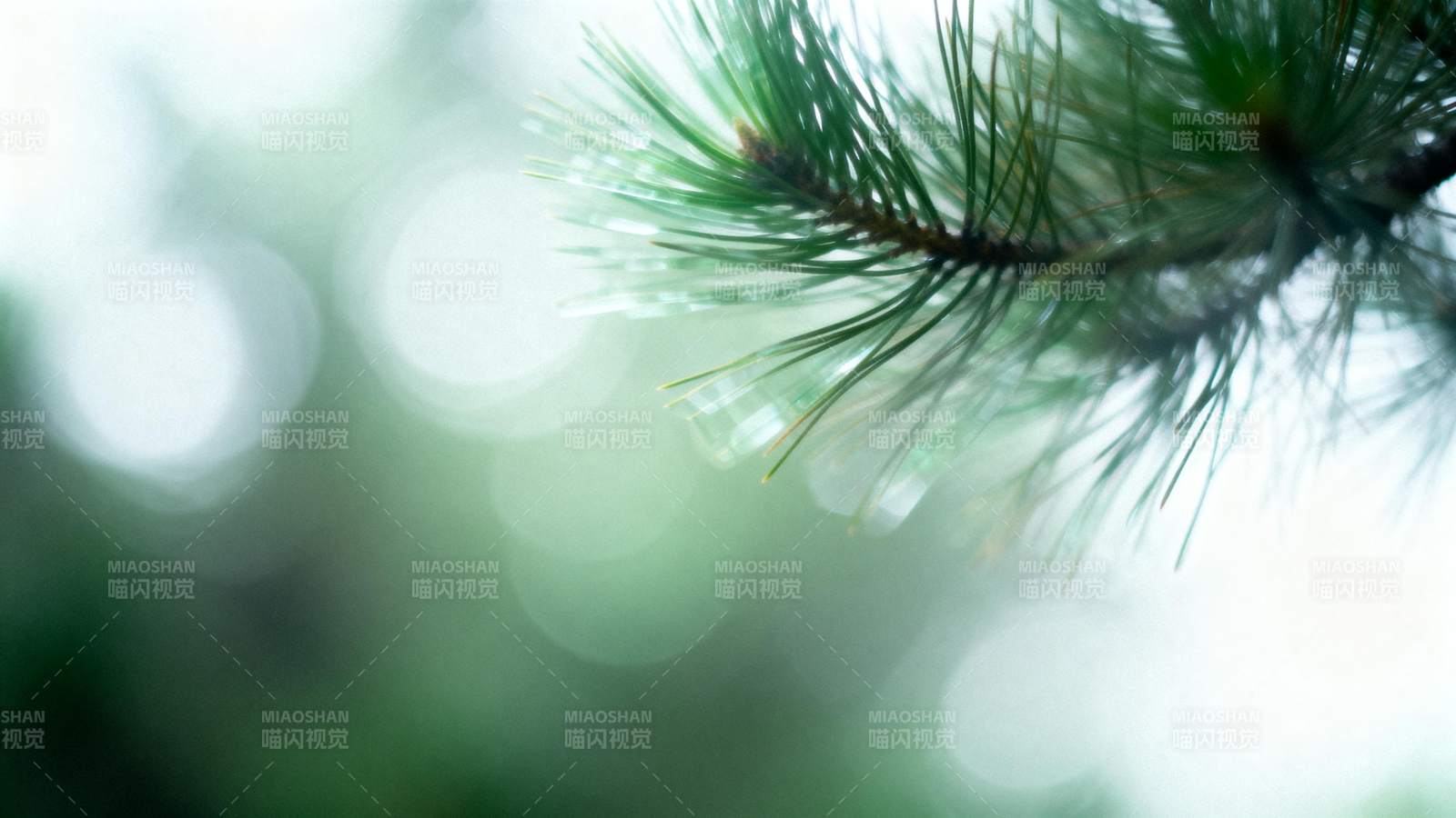 松针微光图片