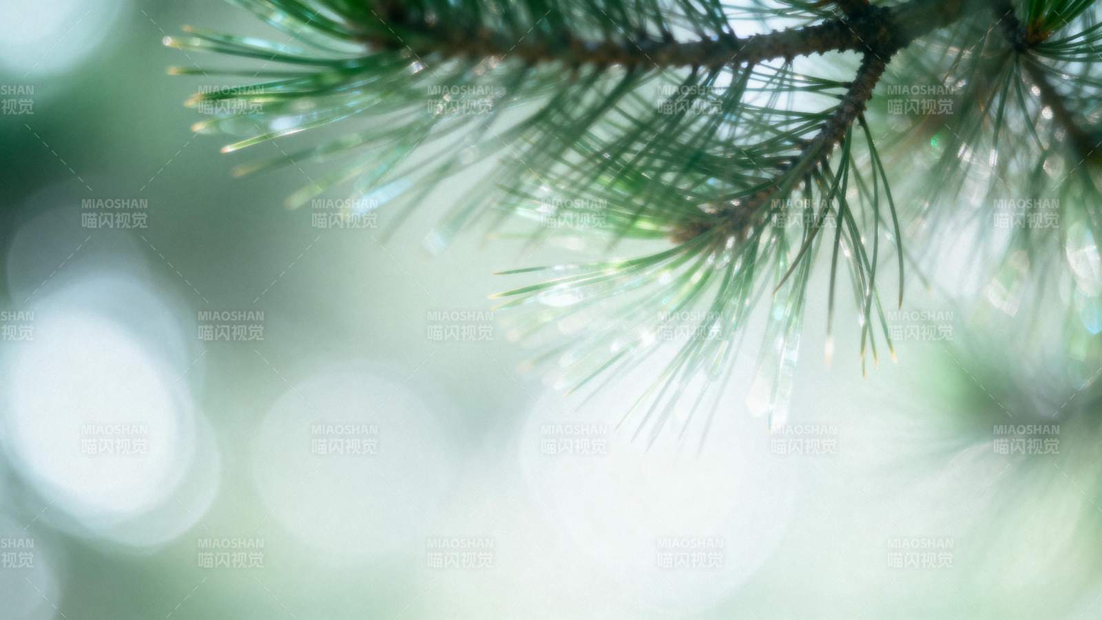 松针上的露珠图片