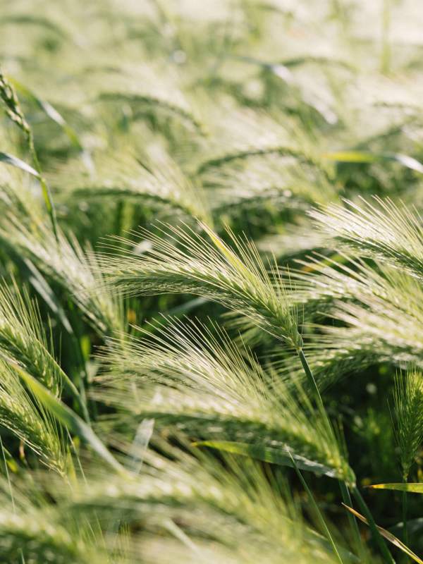 麦浪轻拂绿意浓图片