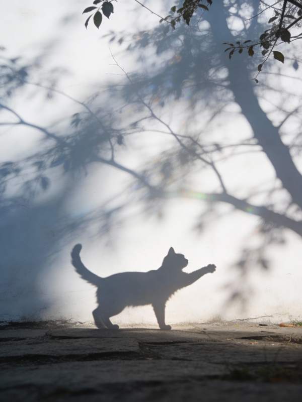 猫影树下图片