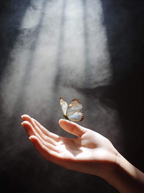 蝶舞掌心图片