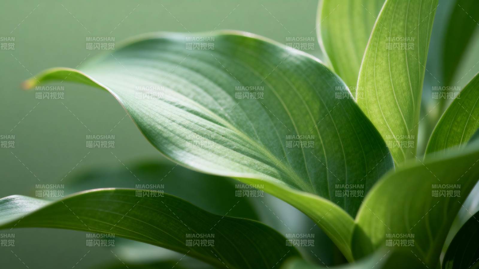 绿叶生机盎然图片