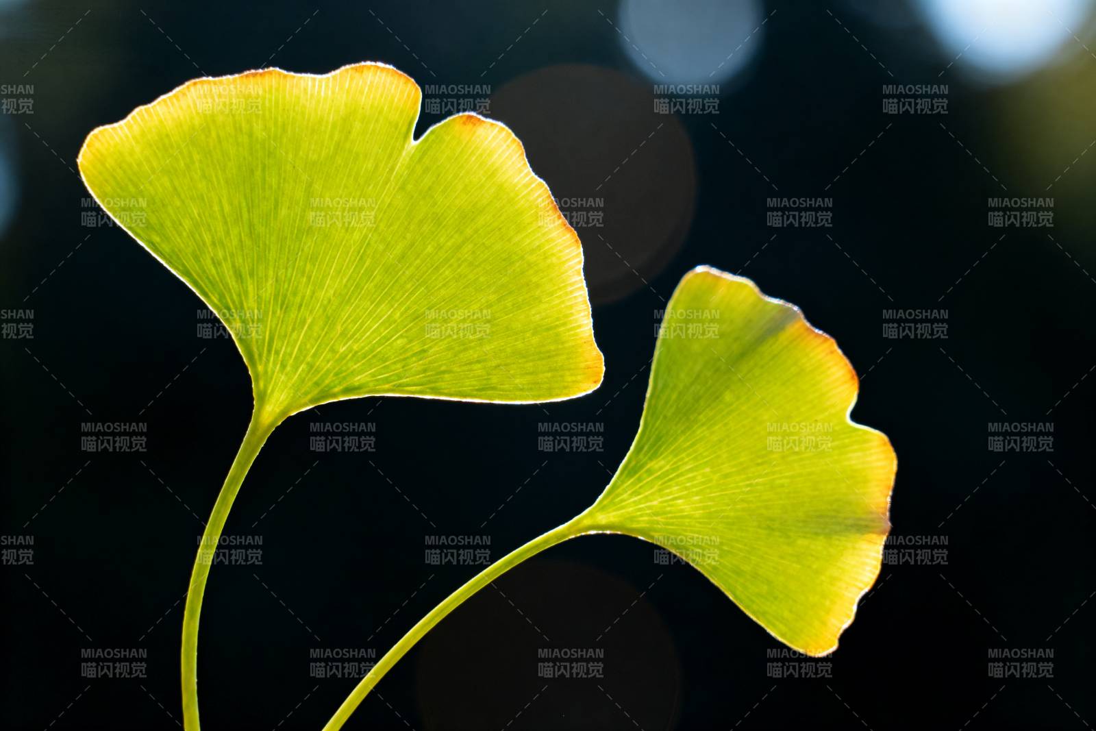 银杏叶的静谧之美图片