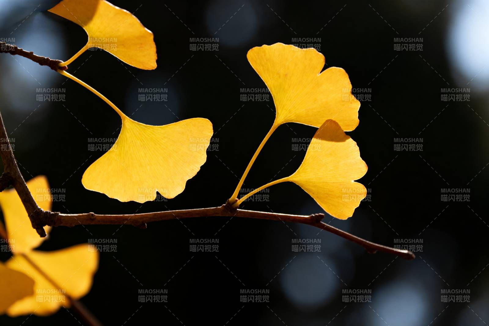 银杏叶黄秋意浓图片