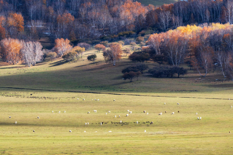秋日牧场风光图片