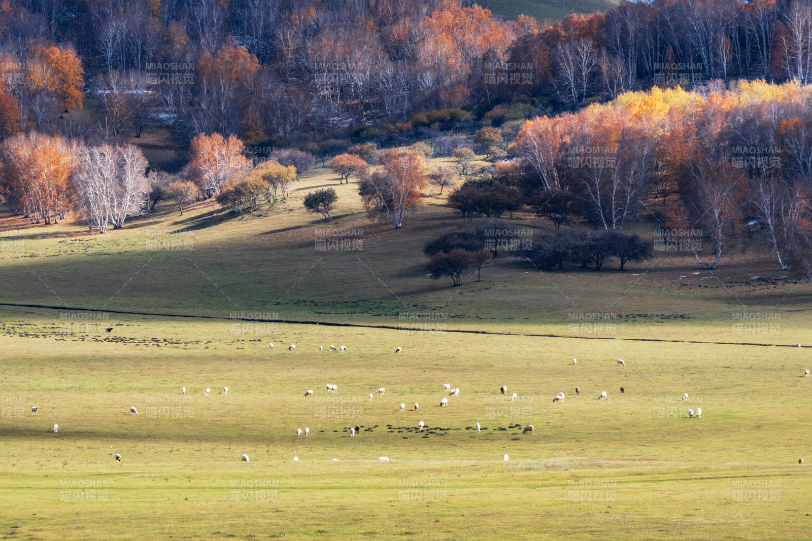 秋日牧场风光图片