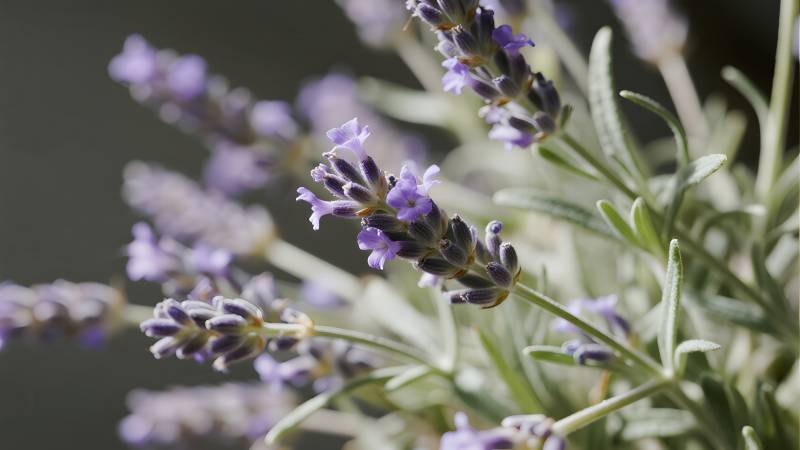 薰衣草花丛特写图片