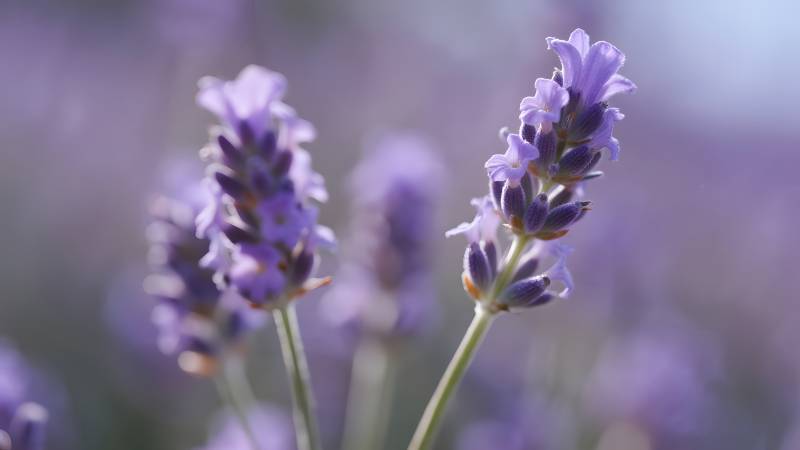 薰衣草花海图片