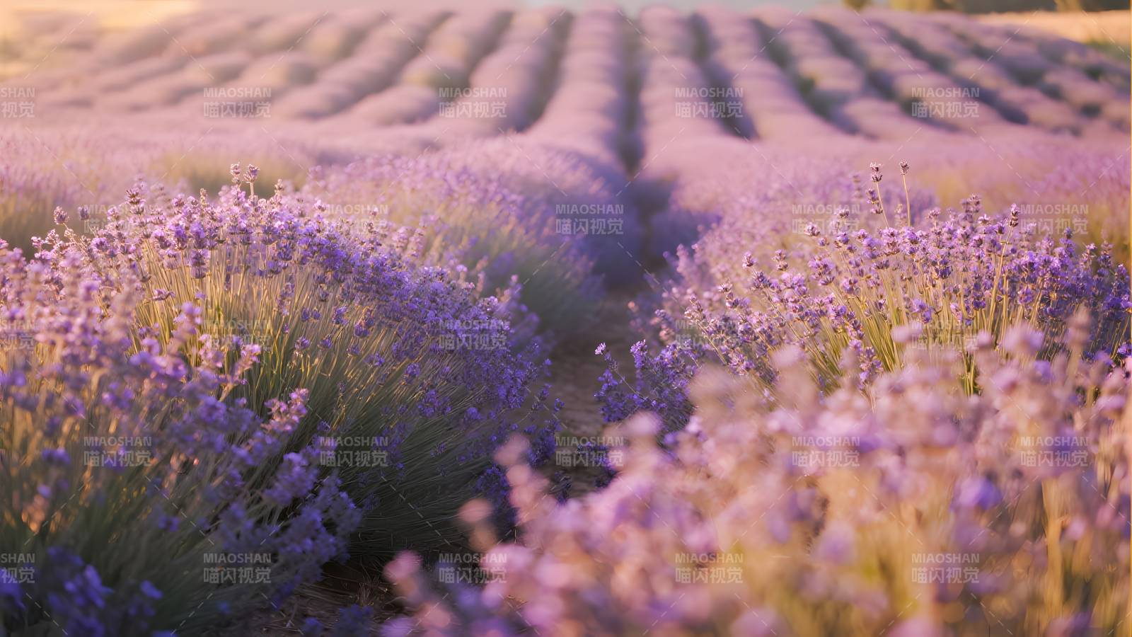 薰衣草田美景图片