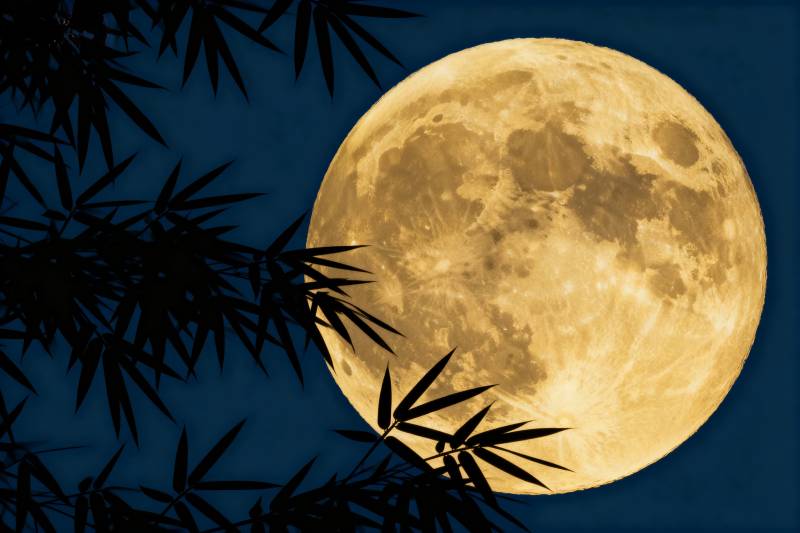 竹影映明月图片