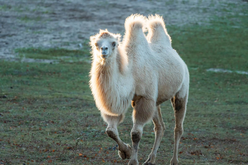 双峰驼奔跑中图片