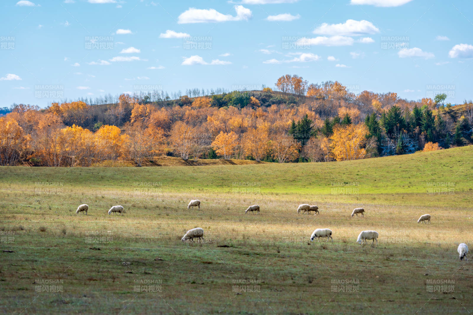 秋日牧场羊群图图片