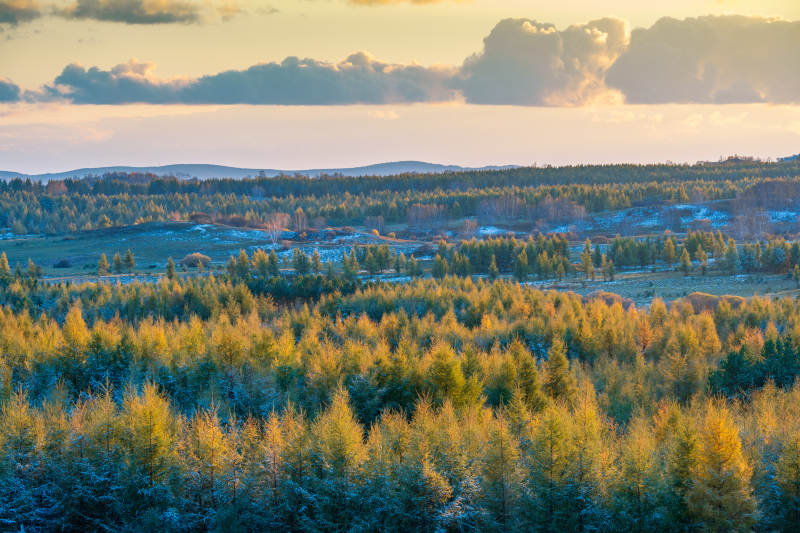 冬日森林晨曦图片