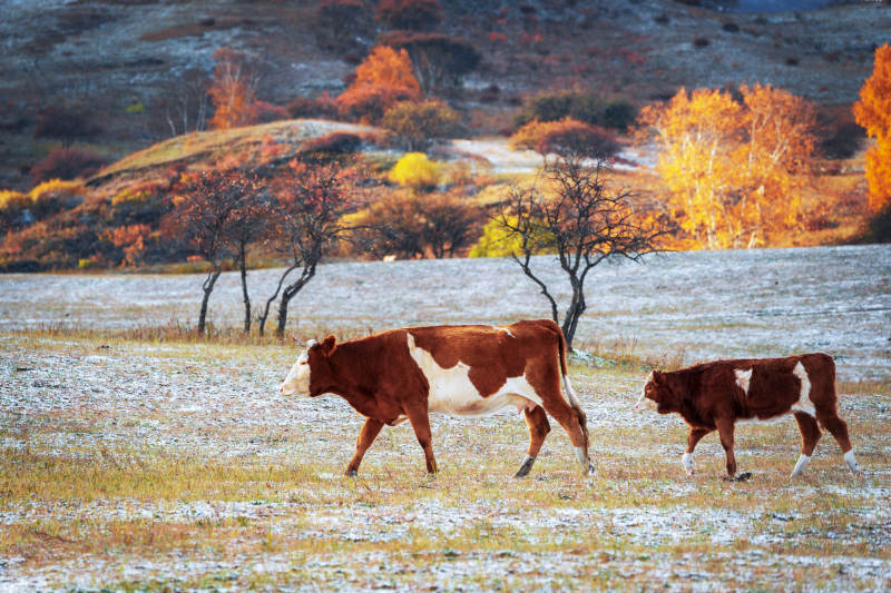 秋野牛行图片