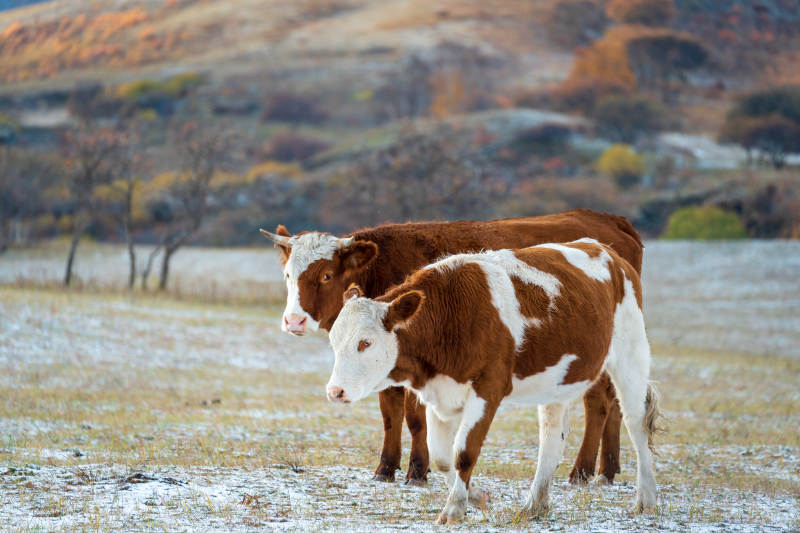 雪地双牛静立图片