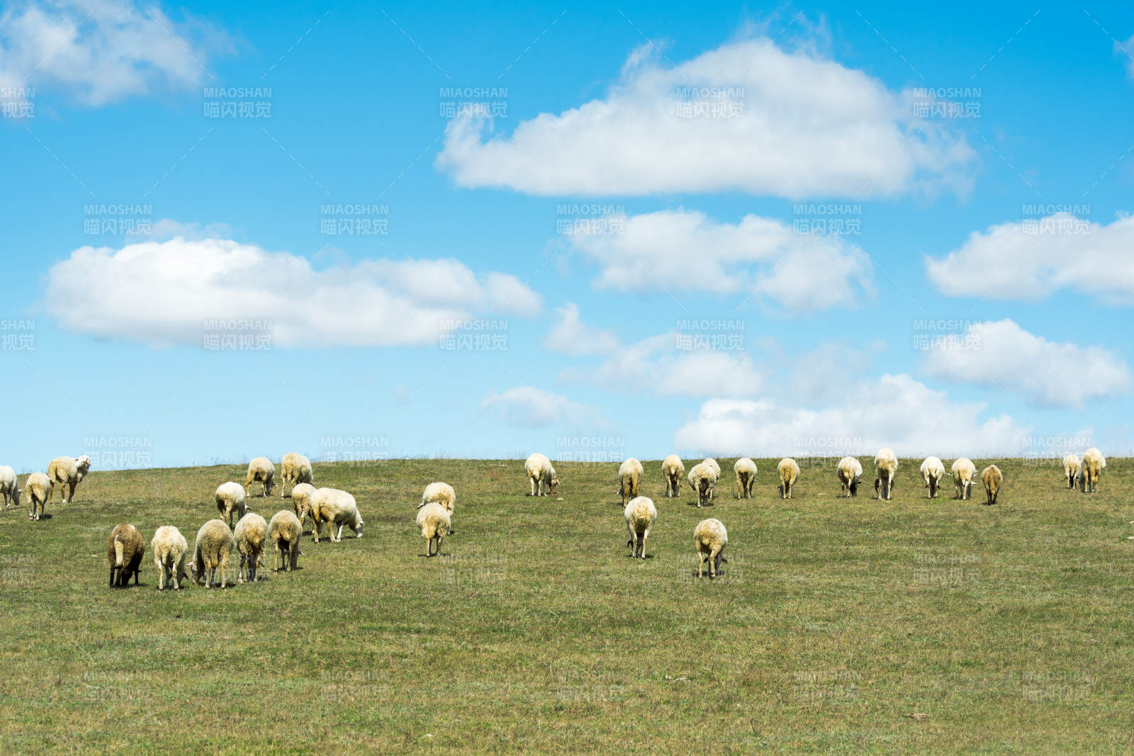 羊群在草原上吃草图片