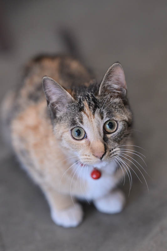 猫咪凝视镜头图片