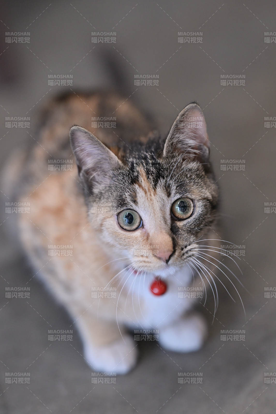 猫咪凝视镜头图片